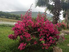 -亚龙湾国际玫瑰谷