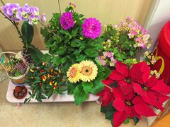 -龙大花卉苗木市场