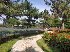 -羊亭河湿地公园