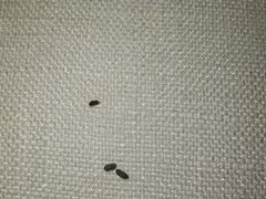 -安德鲁户外烧烤帐篷营地(马泉营店)