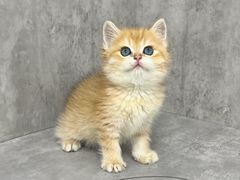 -小猫来了·猫舍(红山六九七九店)