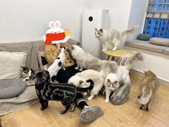 -有喵·猫咖·狗咖·30几只猫10只小狗(岗厦店)