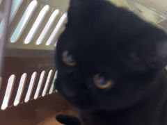 -宠福鑫康馨动物医院·骨科·眼科