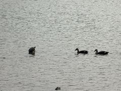 -海珠湖公园