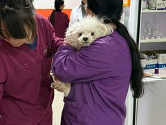 -瑞派福兴宠物医院犬猫全科·骨科·中西医结合(河东店)