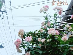 -苏妃奶酪(平江路店)
