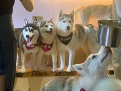 -Husky Go! 哈士奇体验馆·宠物咖啡厅狗咖
