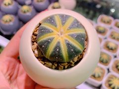 -KKV(深圳宏发大仟里店)