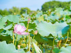 -东山风景区(洞庭东山)