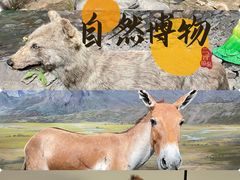 -四川大学博物馆