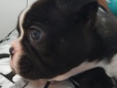 -爱侣宠医·鹦鹉专科·小型哺乳类·异宠专科(灵石路店)