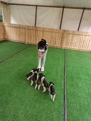 -萌宠亲子动物乐园(槐房万达店)