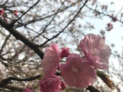 -西安青龙寺遗址景区