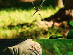 -西双版纳傣族园