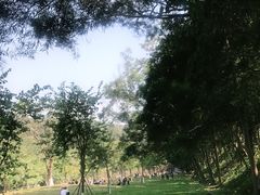 -中山市树木园