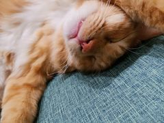 -藏猫猫咖啡主题馆(中央大道店)