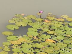 -槟城植物园