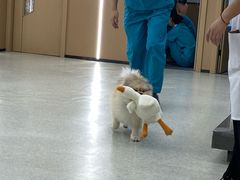 -pd派德宠物中心医院24H急重症·眼科中心·血液透析中心(嵩山北路店)