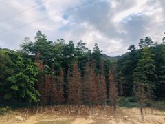 -广州市帽峰山景区