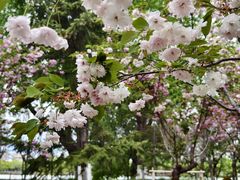 -长白岛森林公园