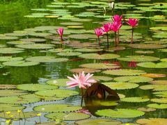 -国家植物园南园