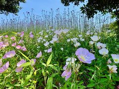 -西京湾花海