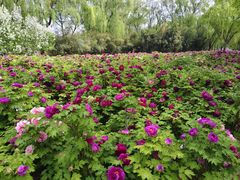 -洛阳市隋唐城遗址植物园
