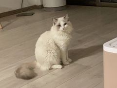 -钦宠·猫咪售卖·洗护·寄养(东圃旗舰店)