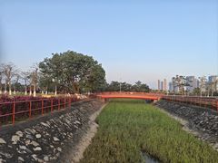 -芒洲湿地公园