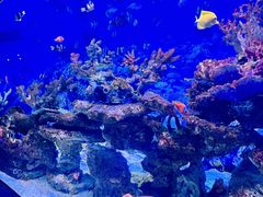 -芜湖新华联大白鲸海洋公园