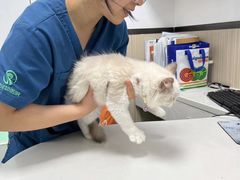 -瑞派宠物医院(搏威敦和院)