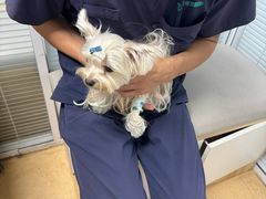-瑞派·关忠动物医院·猫专科·犬专科(三环新城店)