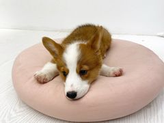 -浣熊柯尔鸭土拨鼠·电玩咖
