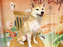 -佐罗家宠物馆·猫文化馆(紫霞路店)