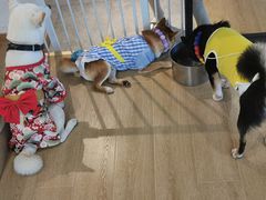-南京Hallo宠物乐园·哈罗犬舍·柴犬繁育基地