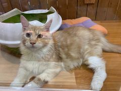 -龟与熊猫宠物公园(南坪店)