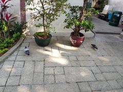 -园圃街雀鸟花园