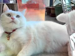 -喵zoo家庭繁育猫舍(尖东智能花园店)