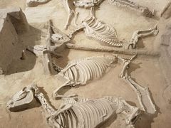 -洛阳周王城天子驾六博物馆