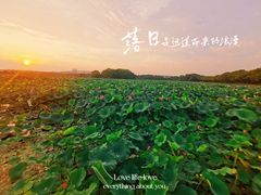 -荷塘月色湿地公园·向阳花洲