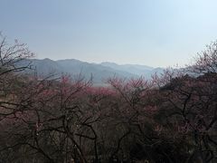-新建村梅花