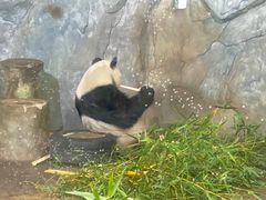 -深圳野生动物园