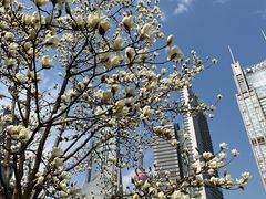 -陆家嘴中心绿地