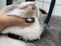 -唐小姐の猫狗洗护·购宠旗舰店(周浦万达店)