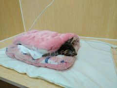 -美联众合动物医院·24h京西诊疗中心
