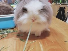 -藦茜花园宠物主题亲子互动体验馆(国顺东路店)