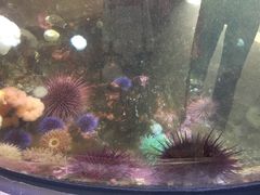 -西雅图水族馆