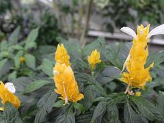 -上海辰山植物园