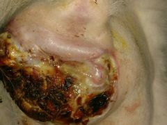 术前第二天-瑞派·关忠动物医院·异宠专科·犬猫肿瘤·皮肤专科(望京店)