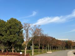 -贡湖湾湿地公园